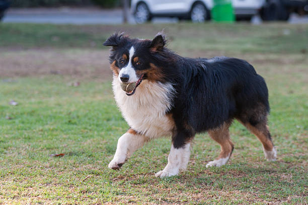 istock Dog showing proud expression with ball 486974002