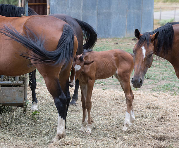 istock Foal and his mother 486974556