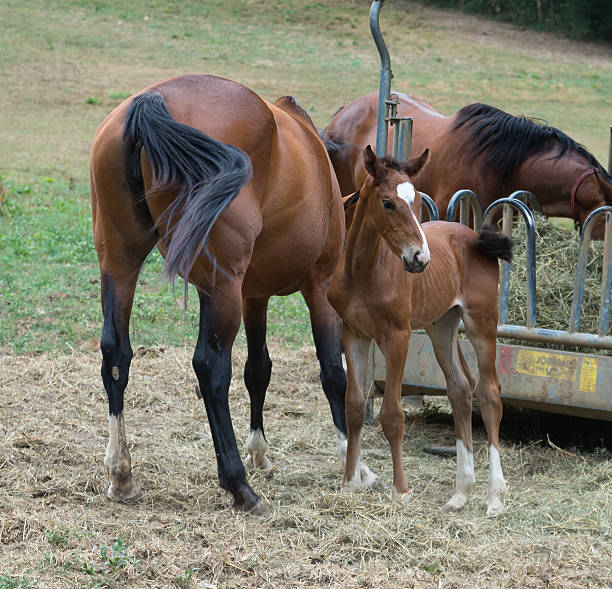 istock Foal and his mother 486974562
