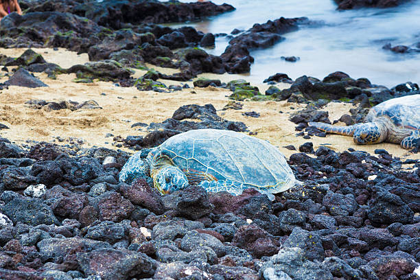 istock Green sea turtles 486974694