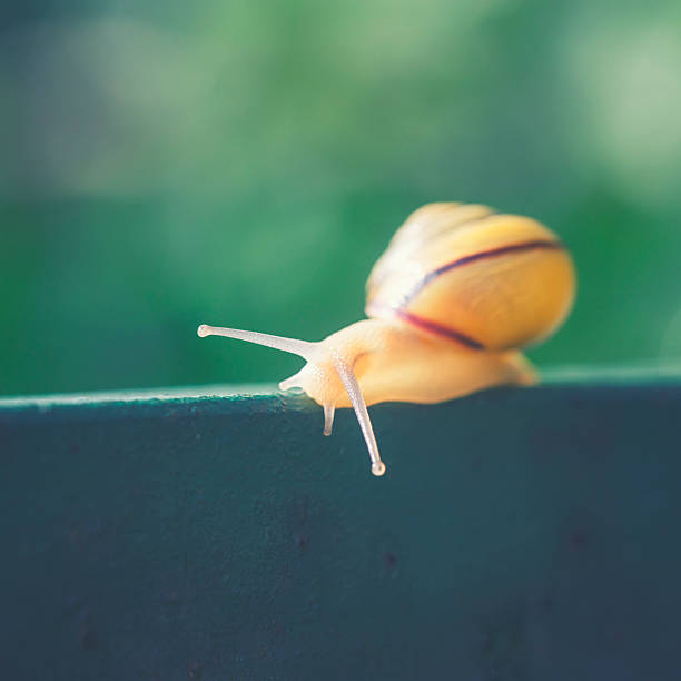 caracol europeo viene su vías - snail environmental conservation garden snail mollusk fotografías e imágenes de stock