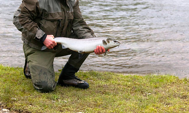istock Spring Scottish Salmon Caught on Fly 486974886
