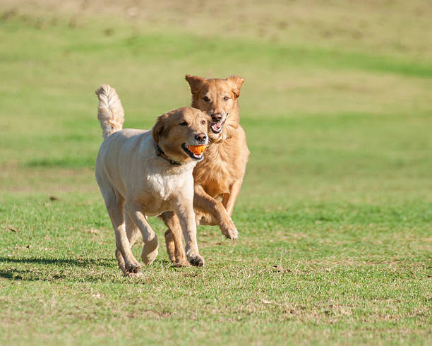 istock Puppy play time with a pal 486975084