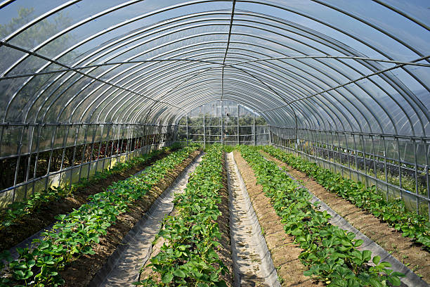istock The organic strawberry farm 486975109