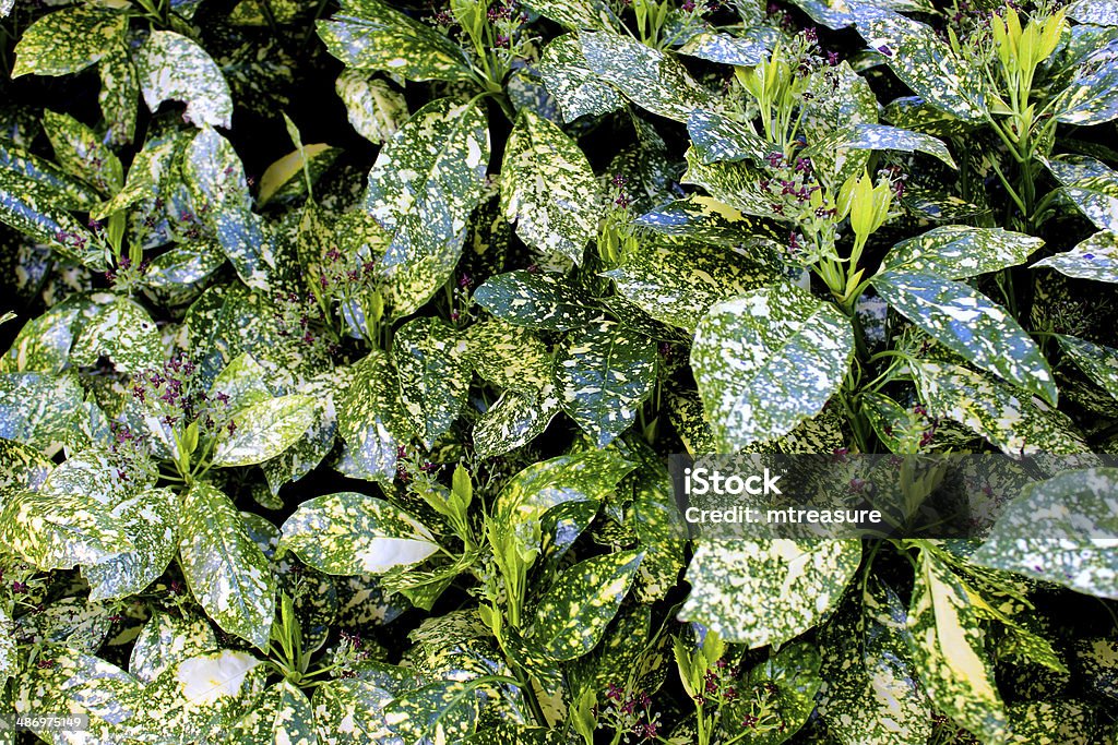 Image of glossy variegated evergreen leaves on Aucuba Japonica shrub Close-up photo showing the rich glossy variegated evergreen leaves on Aucuba Japonica shrub.  This is a perfect shrub for a shady corner in a garden and its shiny green leaves, splashed with yellow, really will brighten up any spot. Abstract Stock Photo