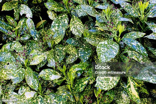 Image Of Glossy Variegated Evergreen Leaves On Aucuba Japonica Shrub Stock Photo - Download Image Now