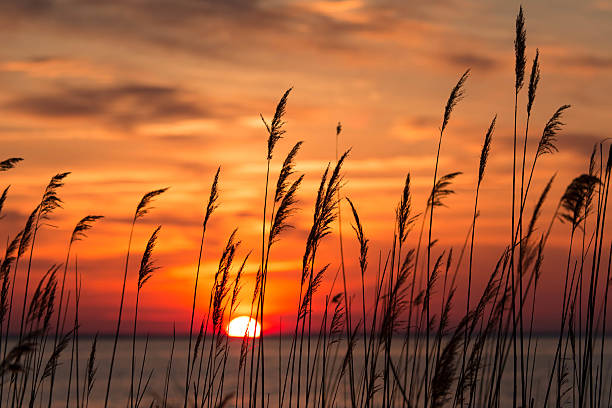 istock Sunrise on the Chesapeake Bay 486975279