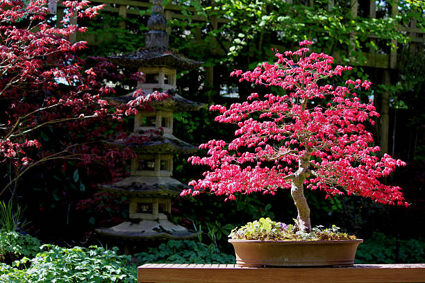 imagem de vermelha japonesa com pagode maple bonsai - japanese culture landscape landscaped ornamental garden imagens e fotografias de stock