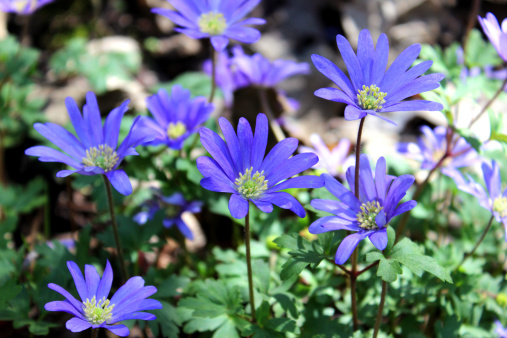 Photo showing the purple flowers of Anemone Blanda growing in a shady woodland garden, being bathed in the dappled morning sunshine.  This plant quickly colonises an area and provides attractive flowering ground cover in the springtime.