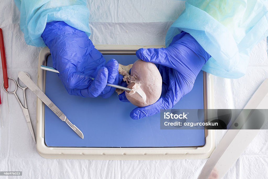 Estudante de Medicina dissecting uma ovelha Rim - Foto de stock de Autópsia royalty-free