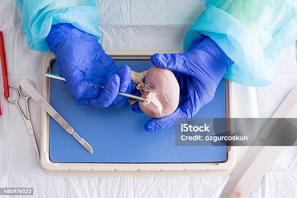 Estudante De Medicina Dissecação Uma Ovelha Rim - Fotografias de stock e mais imagens de Autópsia - Autópsia, Disseção, Estudante de Medicina