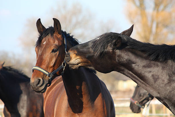istock Brown and black horses playing 486976149