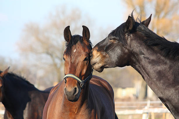 istock Brown and black horses playing 486976153