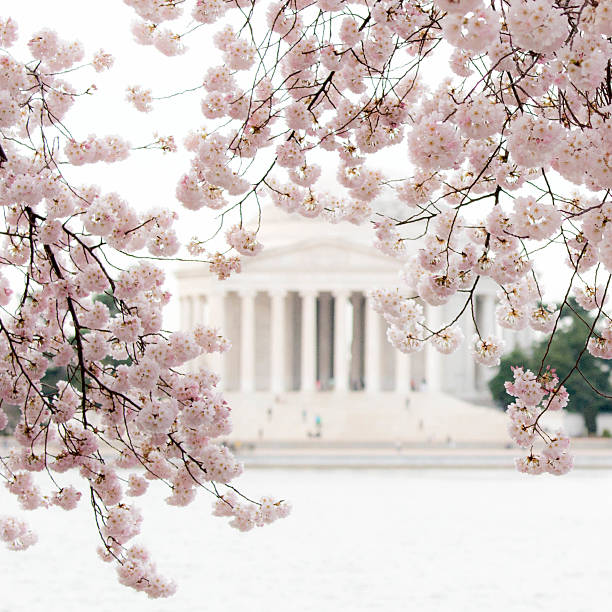 Jefferson Memorial in Washington DC During the Cherry Blossom Festival stock photo