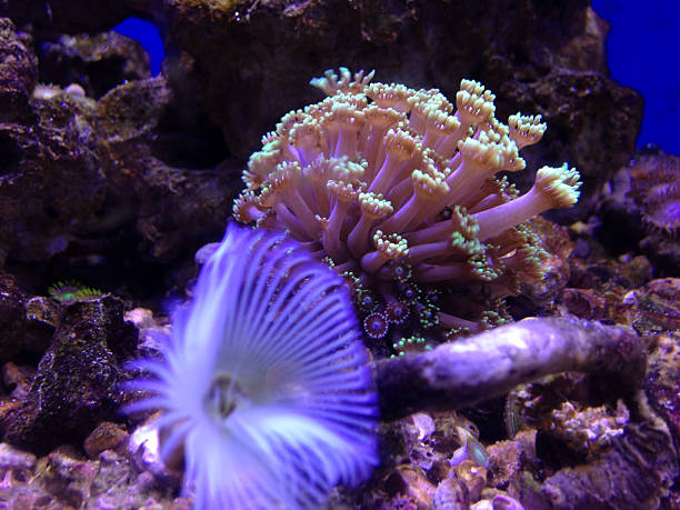 istock The Alveopora coral 486976677
