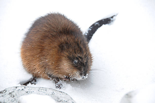 muskrat on river muskrat eatiang on lake on winter ondatra zibethicus stock pictures, royalty-free photos & images