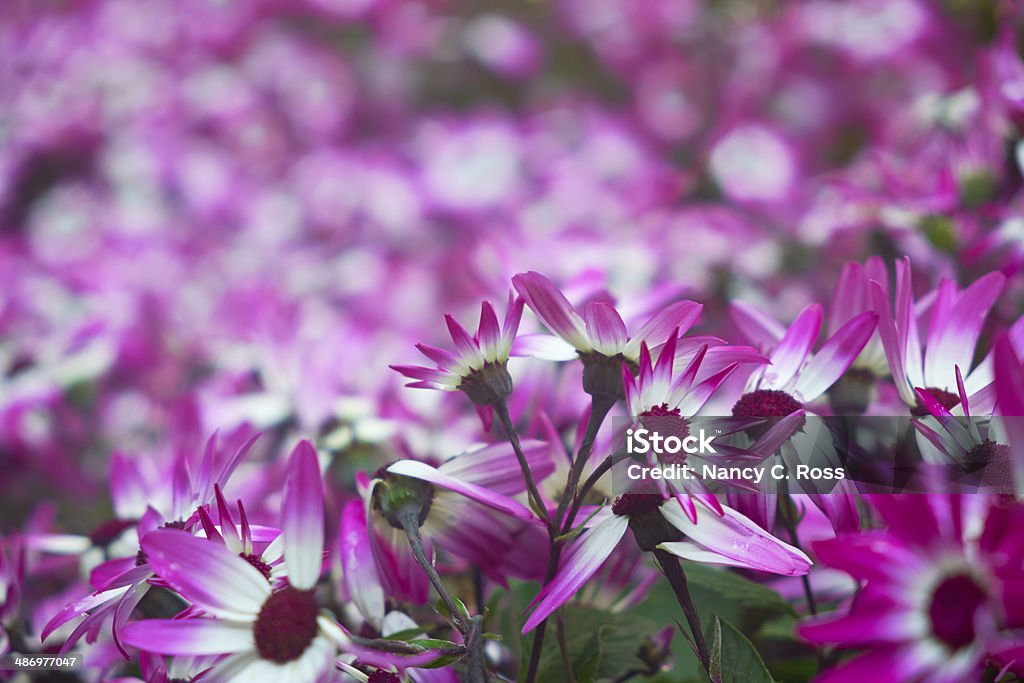 Magenta Daisies in campo - Foto stock royalty-free di Aiuola