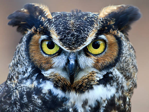 Great Horned Owl Head Shot stock photo