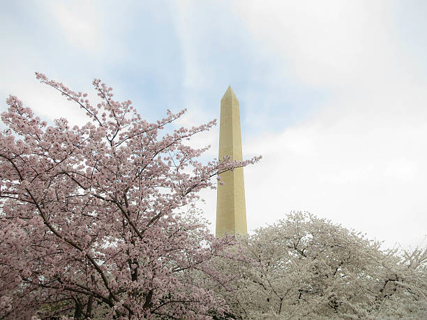 istock The Washington Monument with Blooming Cherry Trees 486977303