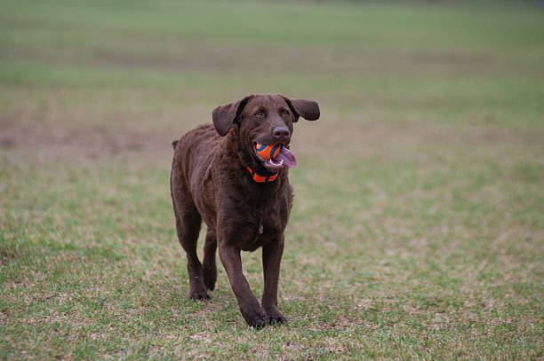 istock Always up for a game of fetch 486977356