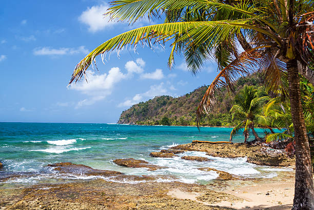 istock Palm Tree and Caribbean Sea 486977589