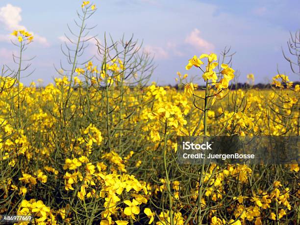 Canola Field Series Stockfoto und mehr Bilder von Blau - Blau, Blume, Canola