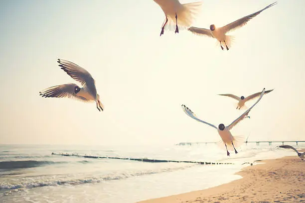 Photo of Black-headed gulls at the Ocean