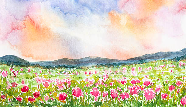 różowy kwiat pole krajobraz watercolor malowane - poppy field sky sun stock illustrations