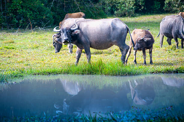 istock asia buffalo in grass field at thailand 486978282