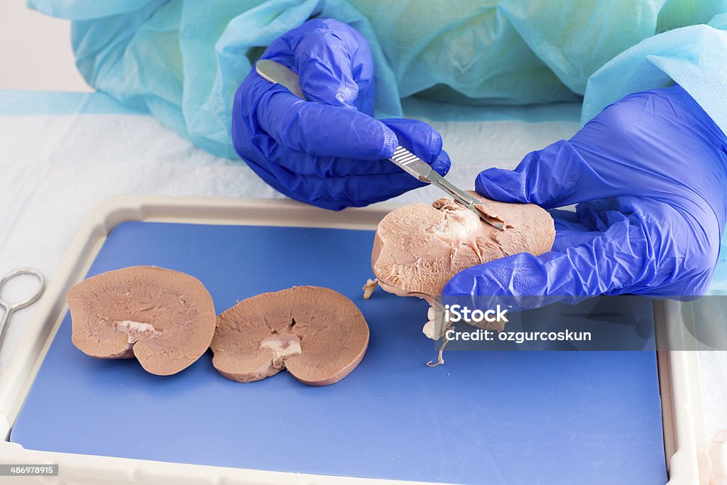 Studente di medicina di un rene anatomia dissezione - Foto stock royalty-free di Laboratorio