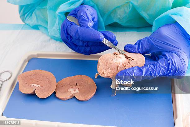 Studente Di Medicina Di Un Rene Anatomia Dissezione - Fotografie stock e altre immagini di Laboratorio