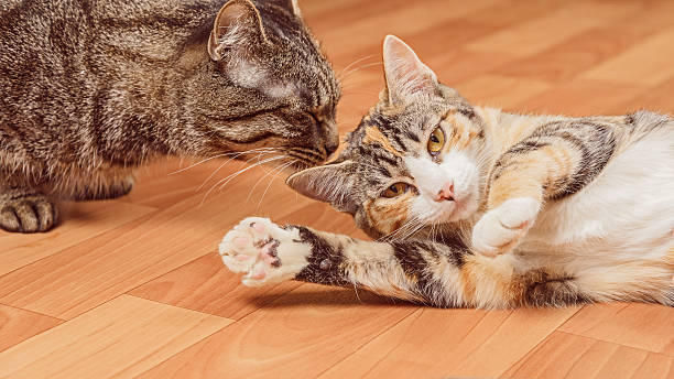 deux chats - domestic cat ginger two animals kitten photos et images de collection