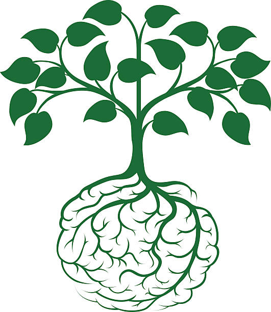 ilustrações de stock, clip art, desenhos animados e ícones de raiz de árvore cérebro - origins oak tree growth plant