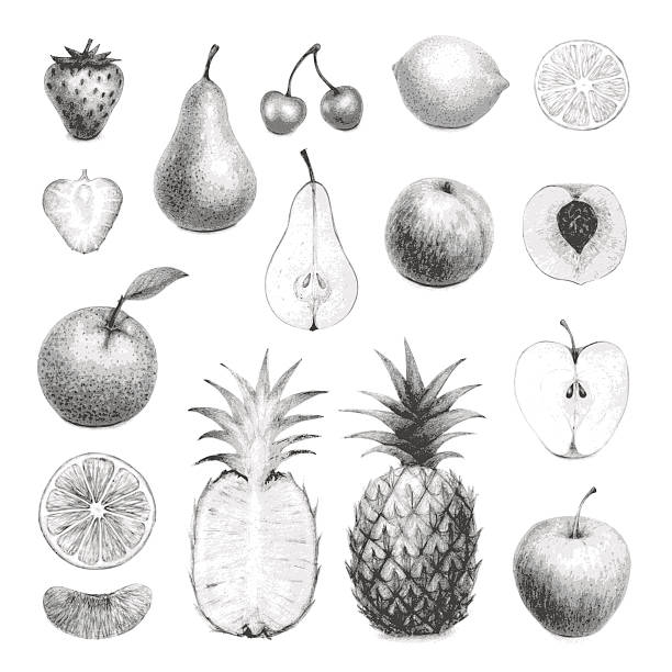 hand drawn fruits set vector art illustration