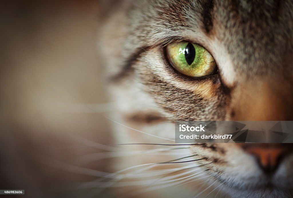 Closeup of cat face. Fauna background Closeup of tabby cat face. Fauna background Domestic Cat Stock Photo