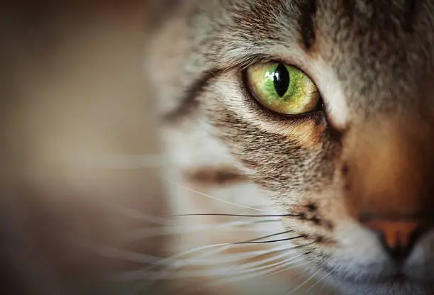 Photo of Closeup of cat face. Fauna background