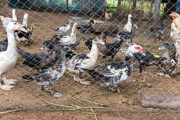 istock Ducks stand in sunshine waiting for feed, lunch time 486983688