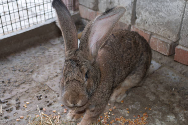 istock Brown rabbit giant in cage close-up 486983740