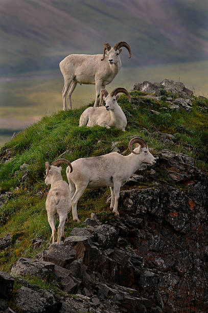 rams de dall - bighorn sheep ram sheep horned photos et images de collection