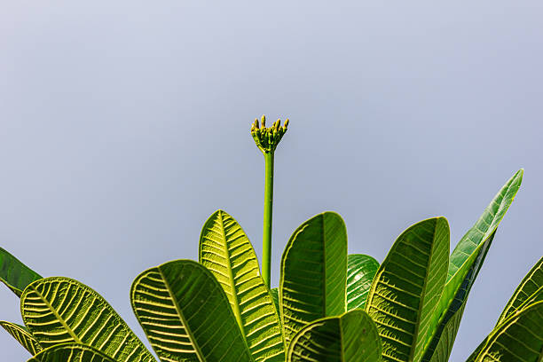 Seedling of Plumeria and a cloudy background.