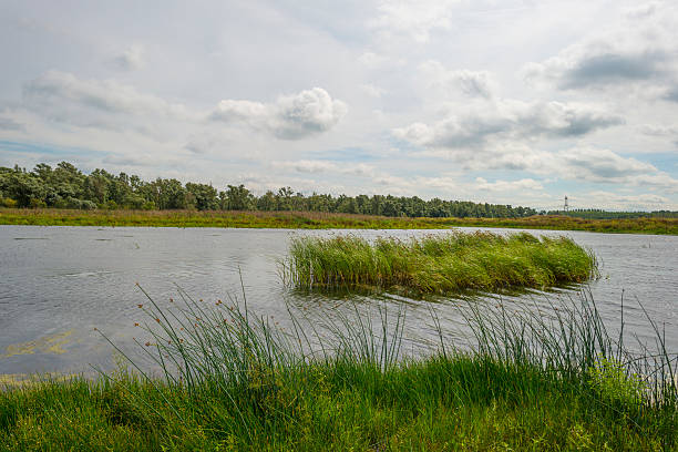 istock Reed along a lake waving in the wind 486984544