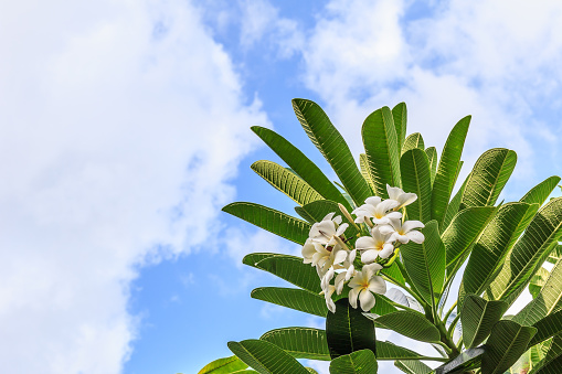 Bunch of Plumeria and sky in the background.