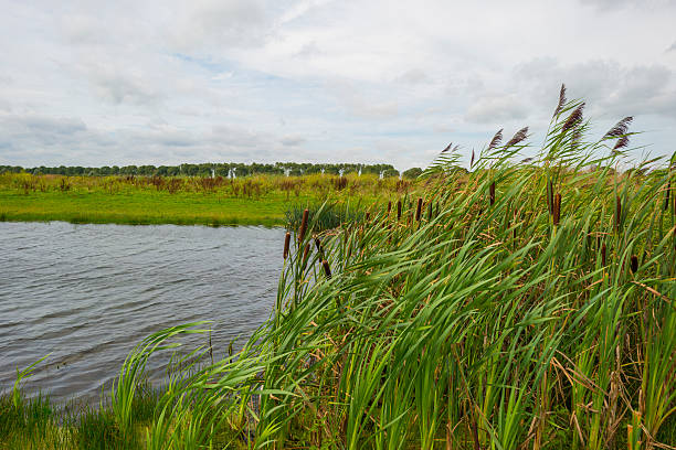 istock Reed along a lake waving in the wind 486987766