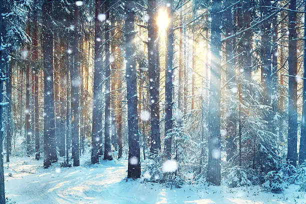 Photo of blurred background forest snow winter