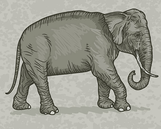 エレファント刻印手描きスケッチイラスト - ゾウのベクターアート素材