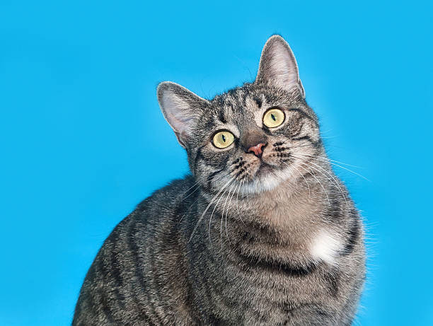 istock Striped and white cat sitting on blue 486989308