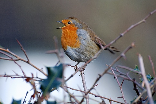 A Robin sits in the late spring growth looking for food in the garden
