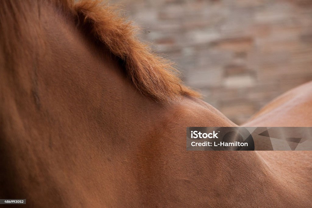 Horse neck 2015 Stock Photo