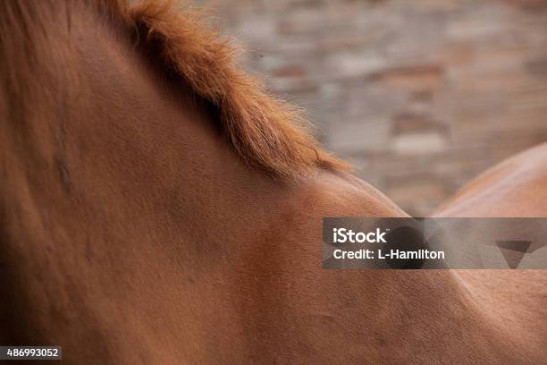 Horse Neck Stock Photo - Download Image Now - 2015, Agriculture, Animal