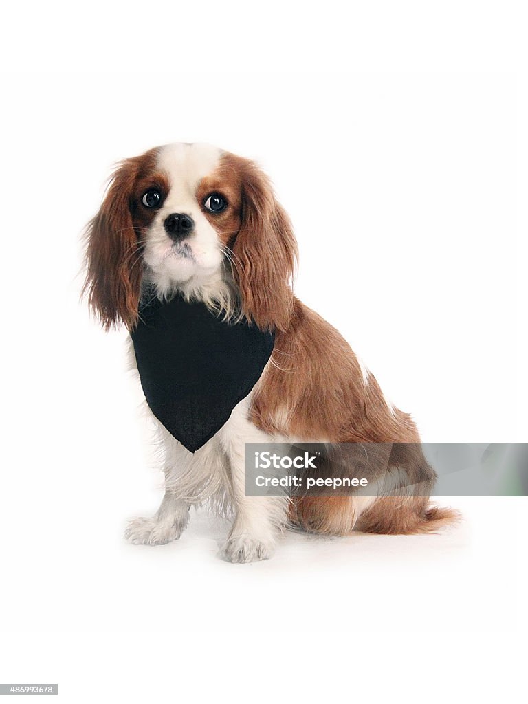 Cavalier King Charles Spaniel with black bandana Cute cavalier posing with bandana. Dog Stock Photo